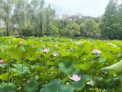 -沐仙湖湿地公园