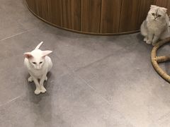 -飞行喵MR PILOT|猫舍·猫咖(静安大融城店)