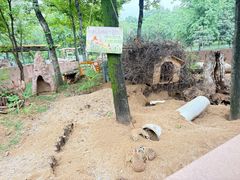 -合肥野生动物园