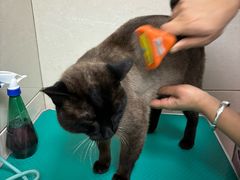 -北京观赏动物医院·24小时大型综合·猫专科·异宠专科