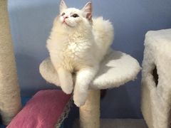 -喵的天空名猫咖啡馆·撸猫·猫舍·用品