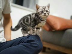 -喵zoo家庭繁育猫舍(尖东智能花园店)