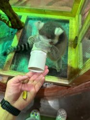 -Zoolung Zoolung动物主题公园(海信广场店)