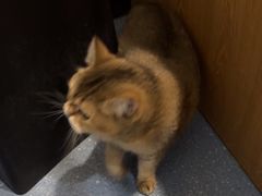 -伟伟宠物医院·瑞派猫友好医院·猫科(光谷店)