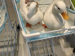 -怪兽屋·羊驼·猫咖·狗咖(俊华广场店)