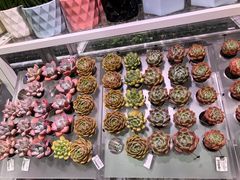 -KKV(东莞海德汇一城店)
