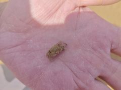 -汉金城海鲜烤肉自助百汇(威海威高广场店)