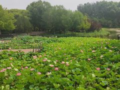 -大望京公园