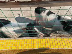 -前小桔亲子创意农场·草莓采摘·露营烧烤