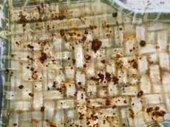 -九寨特色牦牛肉汤锅 羊肉汤锅