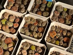 -金陵花卉交易市场