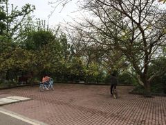 -铁山坪森林公园