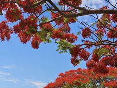 -海南清水湾莱佛士酒店