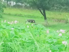 -滆湖低碳生态公园
