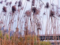 -洋湖国家湿地公园