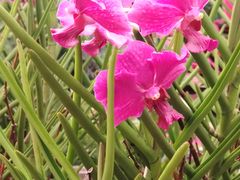 -海南热带野生动植物园
