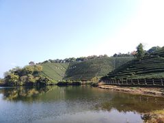 -龙坞茶村