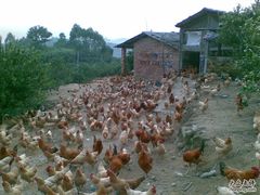 20090807(007)-天强农家菜馆