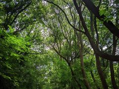 -上海佘山国家森林公园西佘山园