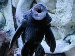 -上海海洋水族馆