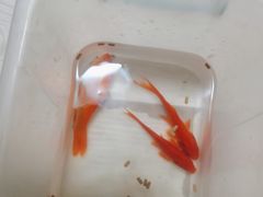 -山东柏宁水族批发广场