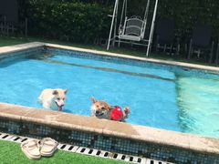 -汪说喵讲宠物乐园宠物酒店(红星美凯龙店)