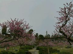 -秀丽东方