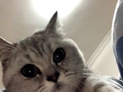 -圣宠宠物(平吉花卉市场店)