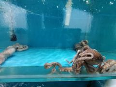 -港畔赶海蒸汽海鲜烧烤自助(仙螺岛店)