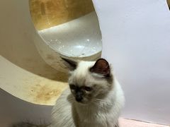 -猫域·湾主题猫咖·宠物吧(南坪城市广场店)