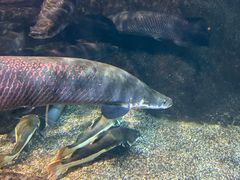 -太平洋海底世界