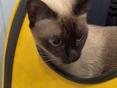 -纳吉亚猫专科动物诊疗中心(蒋宅口分院)