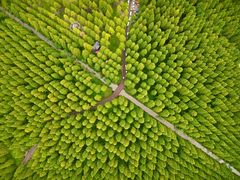 -黄海国家森林公园