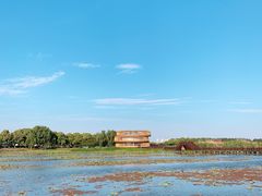 -荷塘月色湿地公园·向阳花洲