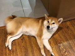 -柴务处·柴犬主题狗咖