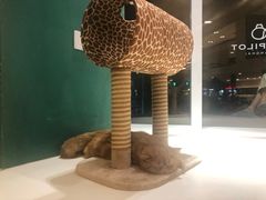 -飞行喵MR PILOT|猫舍·猫咖(静安大融城店)