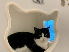 -有喵·猫咖·狗咖·30几只猫10只小狗(岗厦店)