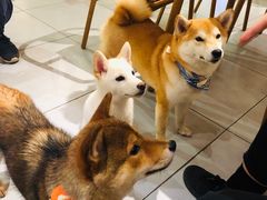 -柴务处·柴犬主题狗咖