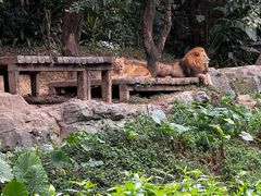 -广州长隆野生动物世界