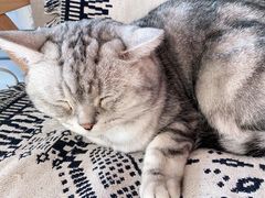 -平行世界·猫咖(首经贸店)