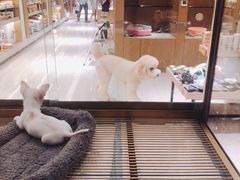 -悠尼宠物·独立低压伊珊娜洗护·美容·寄养(兰谷路店)