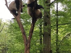 -都江堰中华大熊猫苑