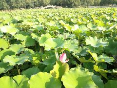 -石家庄市植物园