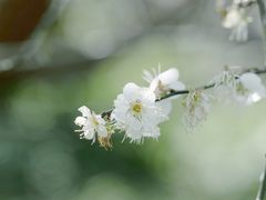 -广州市流溪河国家森林公园