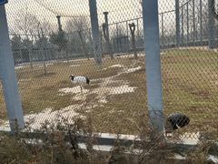 -石家庄市动物园