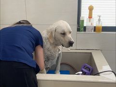 -艾贝尔宠物医院 ·内科全科(梁溪路店)