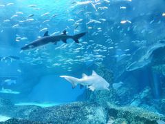 -海合安成都极地海洋公园
