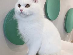 -飞行喵MR PILOT|猫舍·猫咖(静安大融城店)