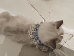 -怪兽屋·羊驼·猫咖·狗咖(俊华广场店)