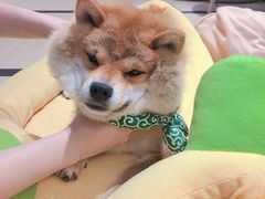 -逗柴咖啡屋·狗咖猫咖宠物桌游